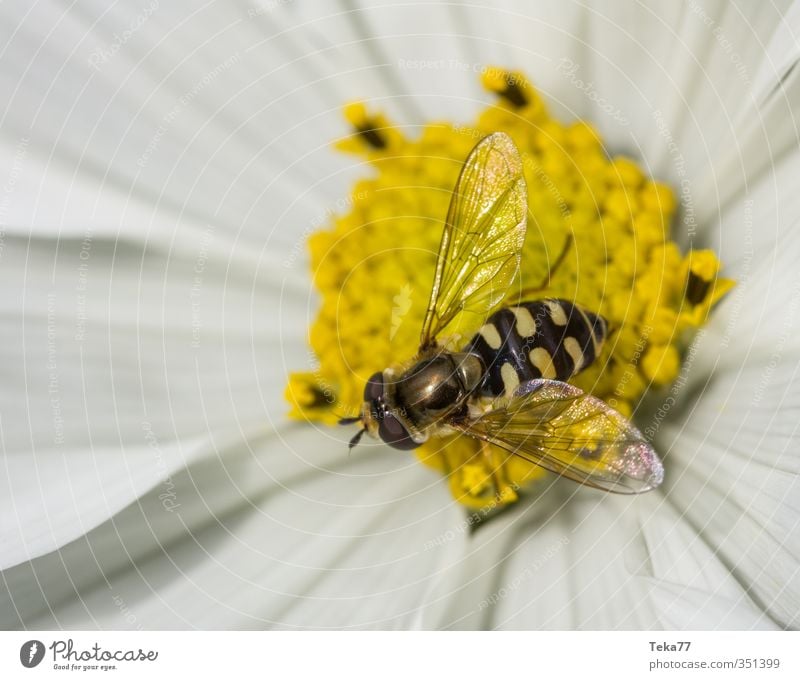 Schwebetäuschung Umwelt Natur Pflanze Tier Blume Garten Wildtier Fliege 1 ästhetisch Schwebefliege Farbfoto Außenaufnahme Detailaufnahme Makroaufnahme