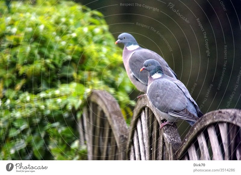 Ringeltauben-Pärchen auf dem Gartenzaun Taube Singvogel Vogel Vogelpaar Tierpaar Paar paarweise 2 Tiere zwei Zweisamkeit pärchen Zaun Busch Pflanze Efeu Ranke