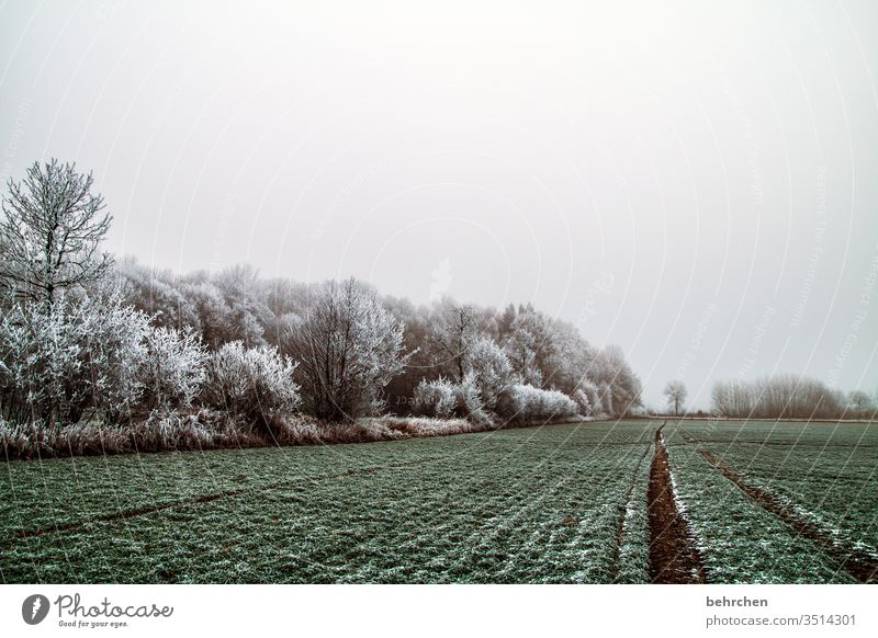 vorfreude | stille schneelandschaften idyllisch verträumt schön Schneelandschaft Winterspaziergang Wintertag Deutschland Märchenwald Märchenhaft geheimnisvoll