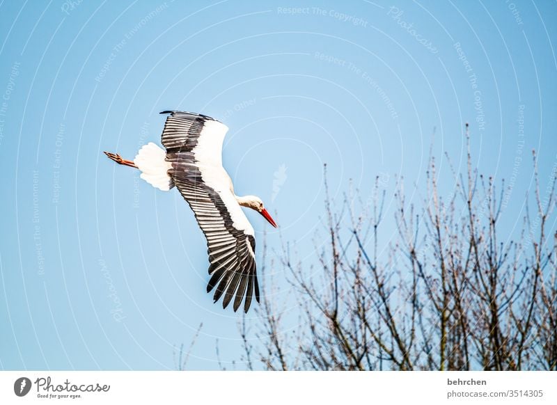 überflieger Tier Wildtier Kontrast Licht Außenaufnahme Farbfoto fantastisch Himmel Freiheit besonders Vogel Storch Schnabel fliegen Äste und Zweige Baum Federn