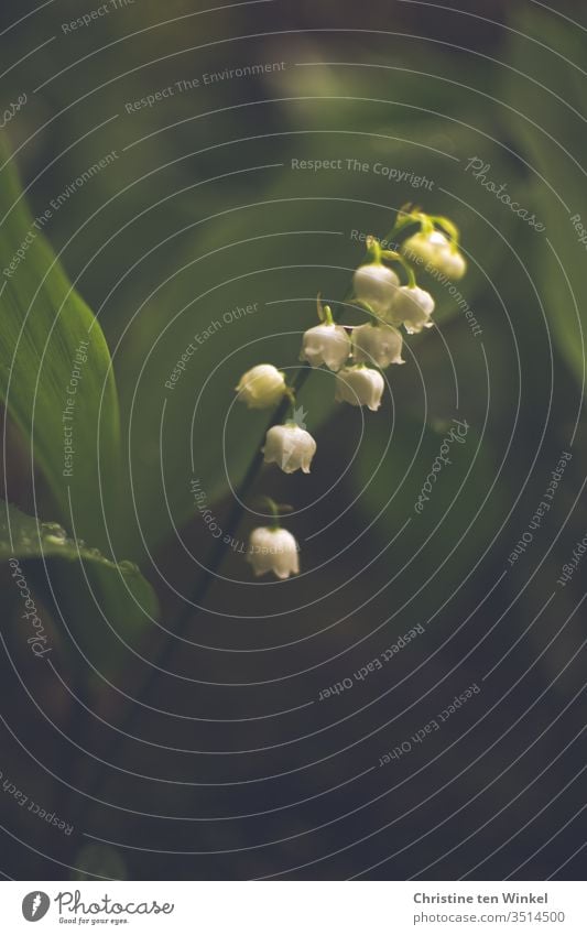 Nahaufnahme eines Maiglöckchens / Convallaria majalis vor dunklem Hintergrund Maiblume Muttertag Wildpflanze grün weiß Natur Flora und Fauna Farbfoto