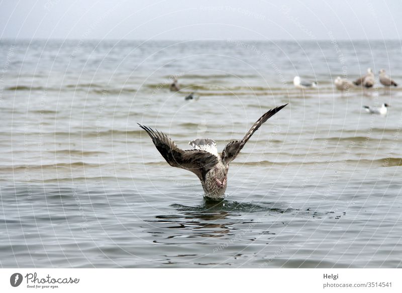 abgetaucht - Möwe taucht auf Futtersuche kopfüber senkrecht ins Wasser Vogel Ostsee Meer Küste Himmel Strand Flügel Ferien & Urlaub & Reisen fliegen Natur