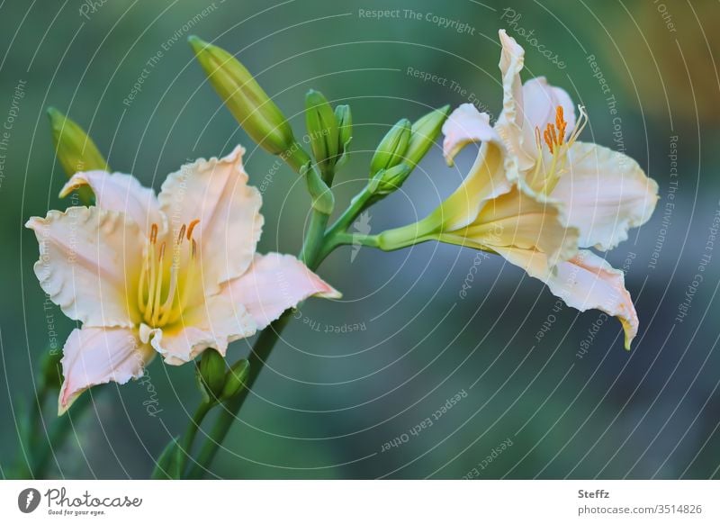 blühende Taglilien Lilien Lilienblüten Hemerocallis Eintagsblumen Gartenblumen Gartenpflanzen Sommerblumen Blütenstauden Juni Blütezeit Blütenblätter erblühen