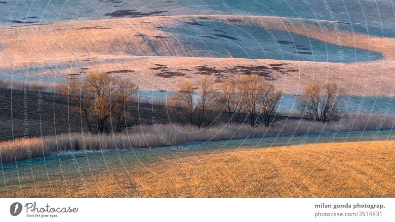 Bäume auf den Feldern der Region Turiec in der Nordslowakei. Slowakische Republik Landschaft ländlich Frühling Detailaufnahme Natur Morgen Baum