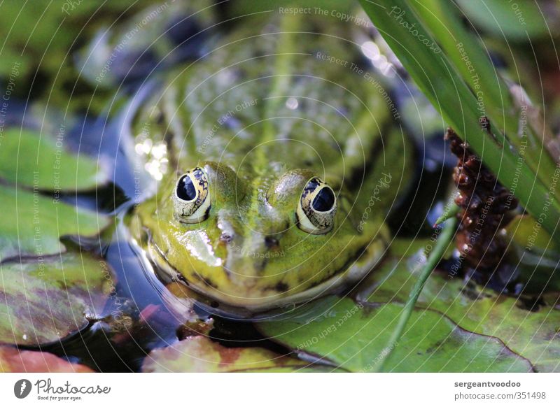 Wildlife Garten Umwelt Natur Pflanze Tier Wasser Sommer Blatt Seerosenblatt Seeufer Moor Sumpf Teich Wildtier Frosch 1 beobachten Schwimmen & Baden springen