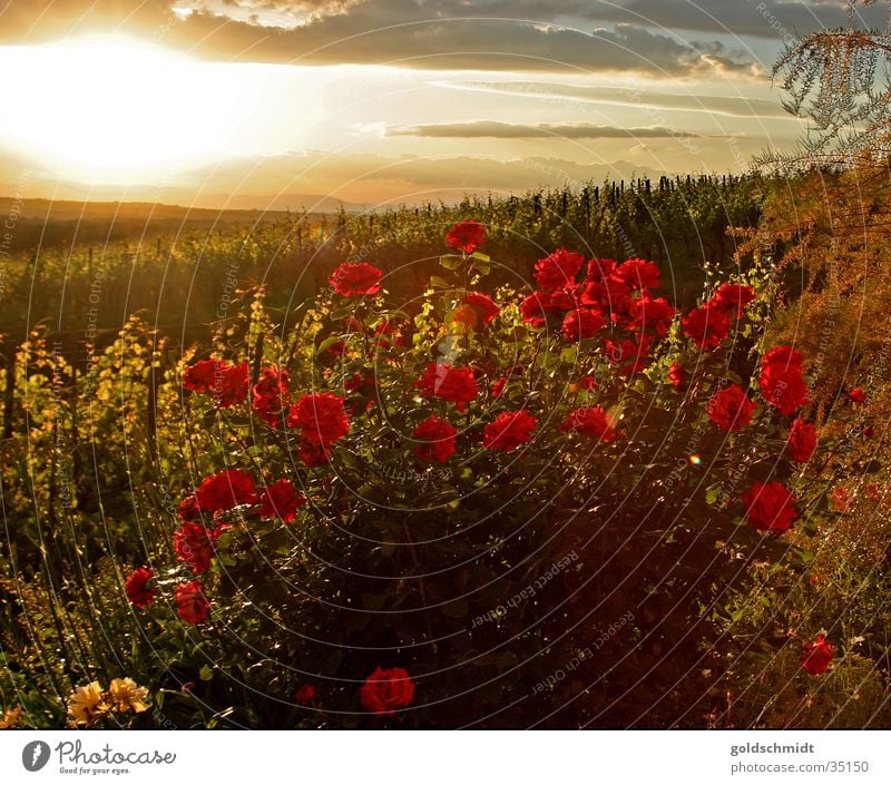 Rosen (Kitsch) Sonnenuntergang Abenddämmerung rot Romantik Garten