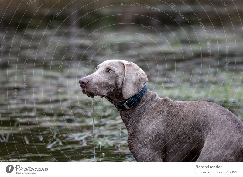 Weimaraner Welpe nimmt den ersten Schwimmunterricht wiese jagen ausbildung hundeschule kindchenschema niedlich welpenschule lernen aufzucht freiheit glücklich