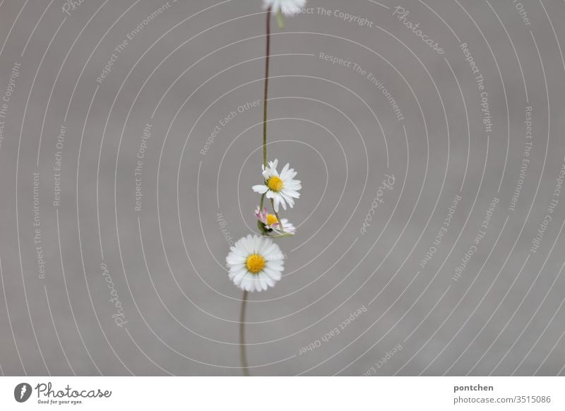 Kette aus Gänseblümchen vor grauem Hintergrund kette reihe blumen schmuck schön Nahaufnahme Dekoration & Verzierung weiß Außenaufnahme grün Gelb Sommer Frühling