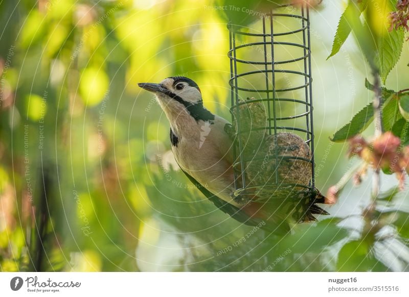 Buntspecht am Meisenknödel Specht Vogel Tier Farbfoto Natur Außenaufnahme Menschenleer Wildtier Baum Tierporträt Wald Blick Tag Umwelt Tiergesicht Flügel