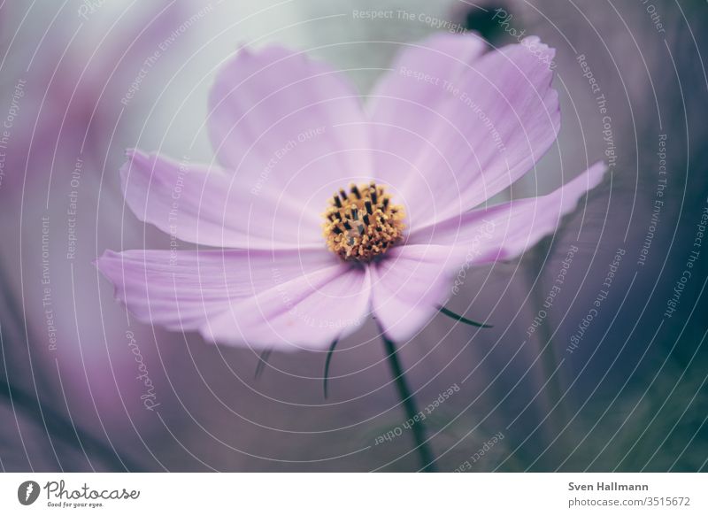 Makro von einem Schmuckkörbchen Farbfoto Blühend Blüte Blume Pflanze Natur Sommer Hintergrund neutral flower Garten Wachstum Außenaufnahme schön Vergänglichkeit