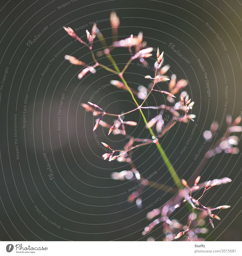 wenn das Gras blüht Grasblüte Sommergras Grashalm Wildpflanze heimisch leicht heimische Wildpflanze blühendes Gras zitternd im Wind hauchdünn hauchzart filigran