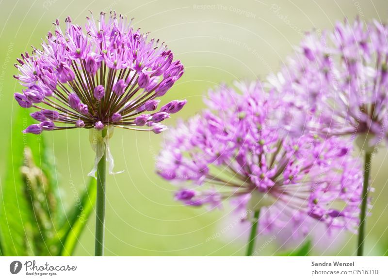 Blütenköpfe Blumen lila Bienen Falter Nektar Garten Alium Gladiator Park Vegetation Schönheit