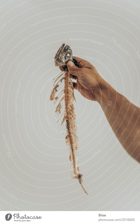 Mann der ein Fischskelett mit Fischkopf in der Hand hält; nix für Veganer Gräten Mahlzeit tot Lebensmittel Tod Essen Ernährung Feinschmecker Abendessen Stolz