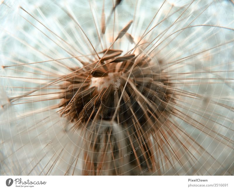 Makroaufnahme einer Pusteblume Löwenzahn Blume Natur Außenaufnahme Wiese Nahaufnahme Pflanze Garten