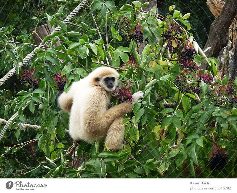 Weisshandgibbon / Hylobates lar Affe Gibbon Gebüsch Holunder Holunderbusch Blätter Früchte Beeren grün weiß Fell weich kuschelig Gesicht schwarz Kopf klein rund