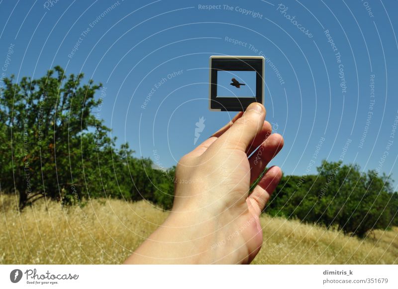 Fotografischer Dia-Flugvogel Hand Finger Umwelt Natur Landschaft Pflanze Tier Himmel Baum Vogel Flügel fliegen frei blau Fotografie Sliden Rahmen sonnig