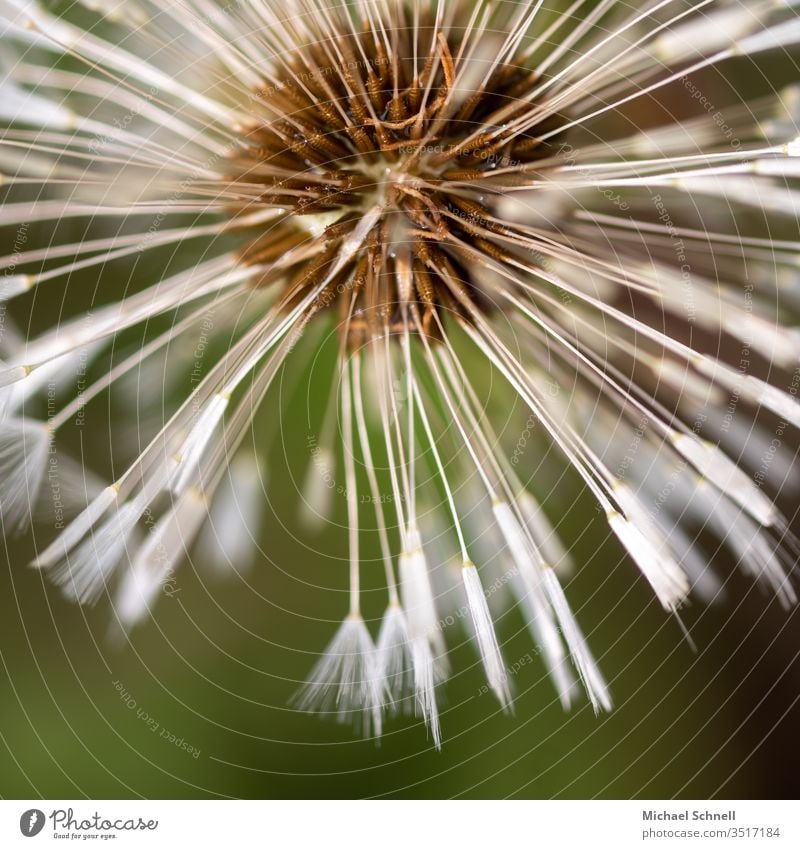 Nahaufnahme einer Pusteblume Löwenzahn Blume Makroaufnahme Pflanze Samen Außenaufnahme Frühling Natur Detailaufnahme