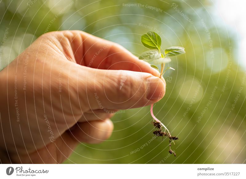 kleine Pflanze pflanze pflanzen frühling Natur einpflanzen Natürlichkeit Finger Grüner Daumen Garten Unkraut Wachstum wachsen pflanzlich