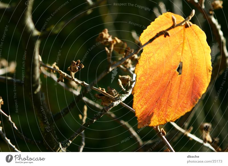 Herbstblatt Blatt gelb Jahreszeiten Baum gold