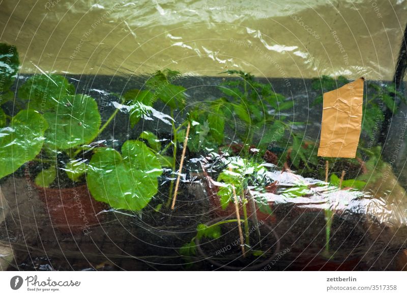 Tomaten im Frühbeet aussaat tomatenpflanze blüte plane folie frühbeet fenster garten kleingarten kleingartenkolonie menschenleer natur blühen schrebergarten