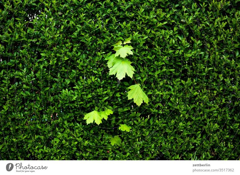 Ahorn vor Liguster ast baum erholung ferien garten kleingarten kleingartenkolonie menschenleer natur pflanze ruhe schrebergarten strauch textfreiraum