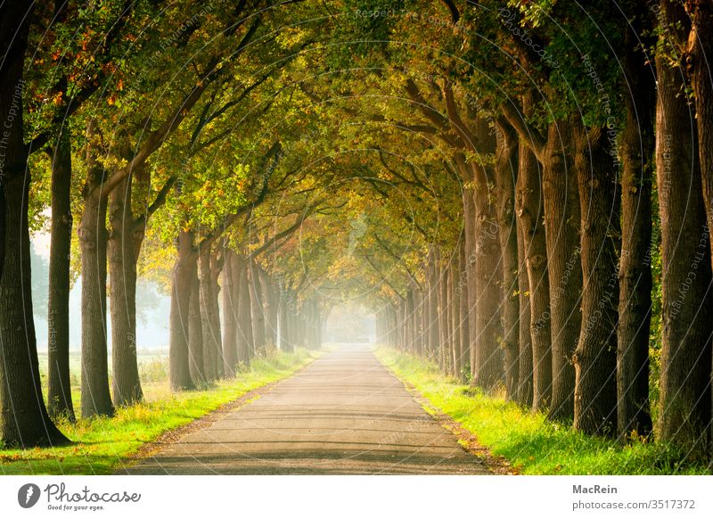 Baumallee im Frühherbst Alleebäume baum blätter herbstlandschaft herbstlaub herbstlich herbststimmung indian summer jahreszeit laubbaum lichtung malerisch