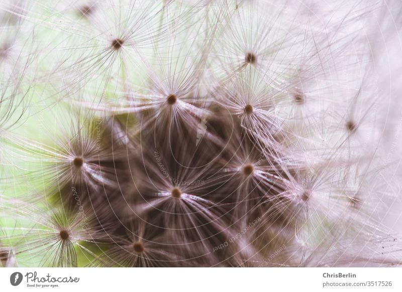 Nahaufnahme einer Pusteblume Butterblume verblüht Natur Löwenzahn Blume Farbfoto Außenaufnahme Makroaufnahme Frühling Samen Detailaufnahme