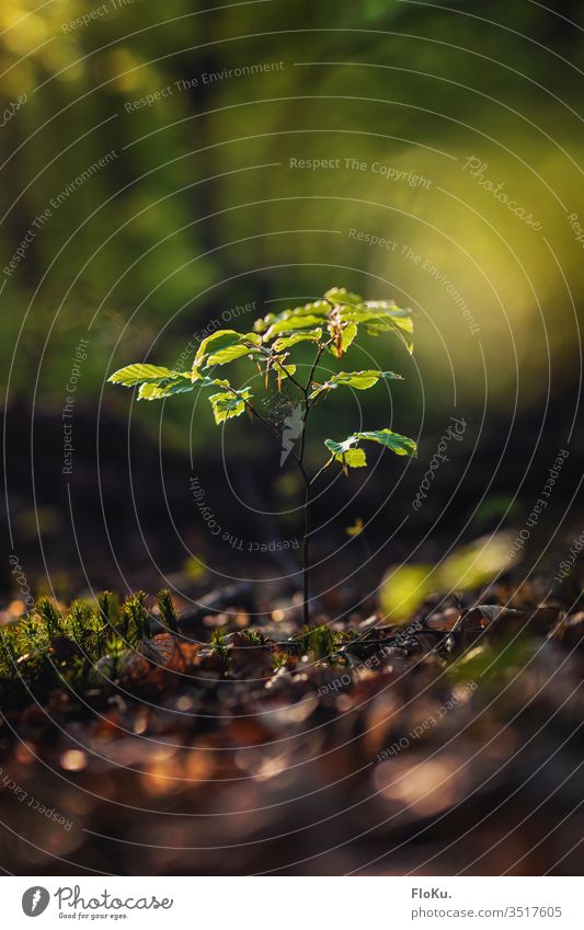 kleiner Baum Setzling im Wald baum pflanze setzling blätter grün ökologisch forst wald waldboden zukunft laub bäumchen klimaschutz natur Schwache Tiefenschärfe