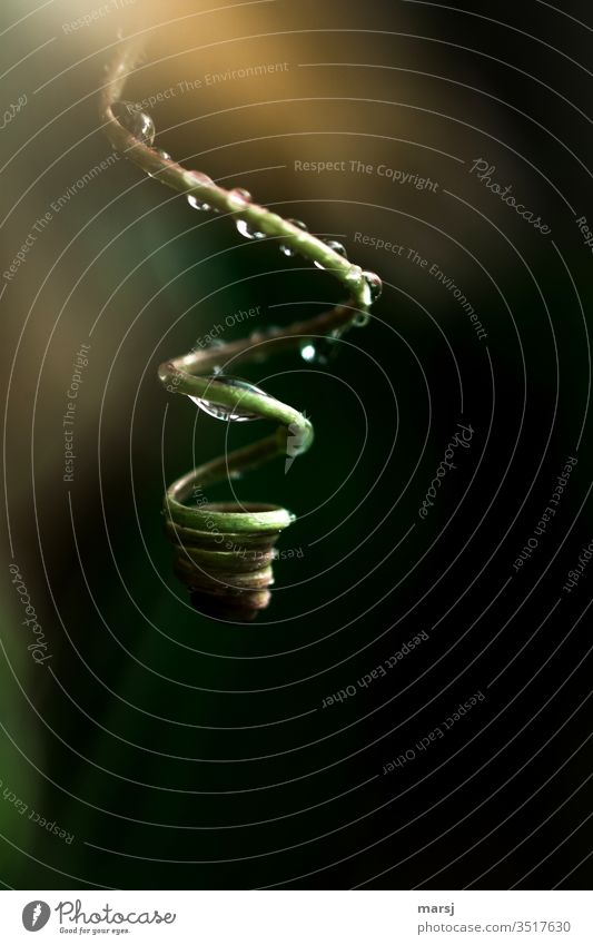 Im Restlicht leuchtende, nasse und gekringelte Sprossranke Sproßranke Pflanze Wassertropfen Ranke Spirale hängen drehen dünn glänzend Natur harmonisch Leben