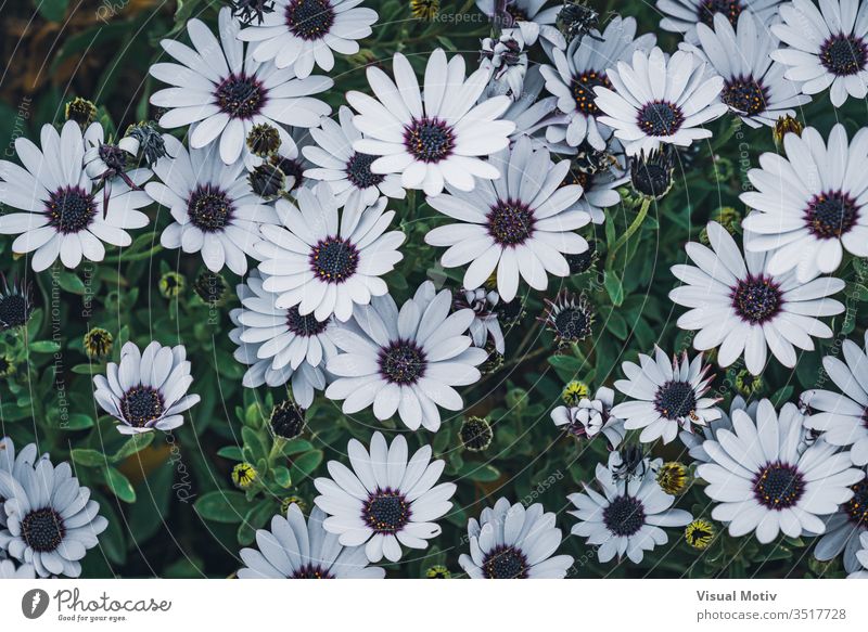 Blüten der Osteospermum 'soprano white', allgemein bekannt als afrikanisches Gänseblümchen oder Cape Daisy Blumen Blütezeit botanisch Botanik Knospen Flora