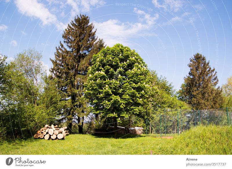 ein Tag, um rauszugehen Wiese Baum Schönes Wetter Idylle Lebensfreude wandern natürlich positiv Frieden Glück Baumblüte Frühling Gras Holzstapel Tannen goldgelb