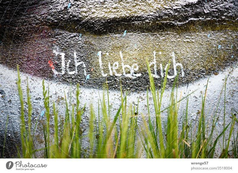 Hinter grünen Gras steht mit weißer Farbe ich liebe dich an einer mit Graffiti bemalten Wand geschrieben grünes Gras Schrift Liebe weiße Farbe Mauer Gefühle