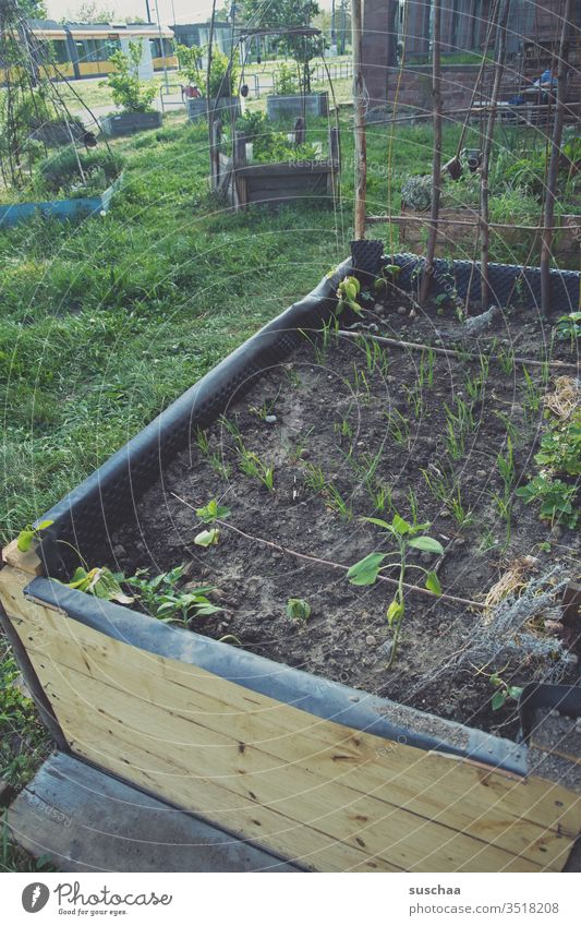 bisschen garten mitten in der stadt Stadt urban urban gardening Garten gärtnern grün Gras Pflanzen Busch Nutzpflanze Zierpflanzen kräuter Kräutergarten