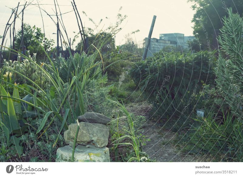 bisschen garten mitten in der stadt Stadt urban urban gardening Garten gärtnern grün Gras Pflanzen Busch Nutzpflanze Zierpflanzen kräuter Kräutergarten