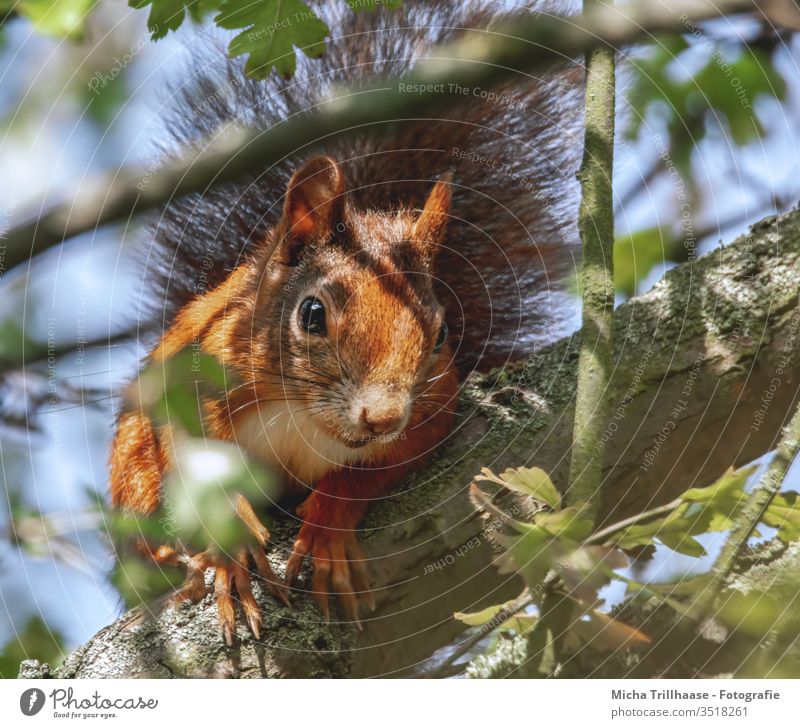 Neugieriges Eichhörnchen Sciurus vulgaris Tiergesicht Kopf Auge Nase Ohr Maul Krallen Fell Nagetiere Wildtier Natur Baum Blatt Sonnenlicht Schönes Wetter nah