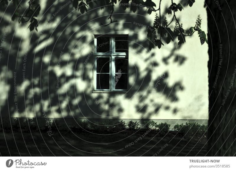 Teilansicht einer sanierten Hauswand mit Fenster, vom Sonnenlicht angestrahlt, auf die ein blühender alter Kastanienbaum ein lebendiges Schatten Gemälde wirft