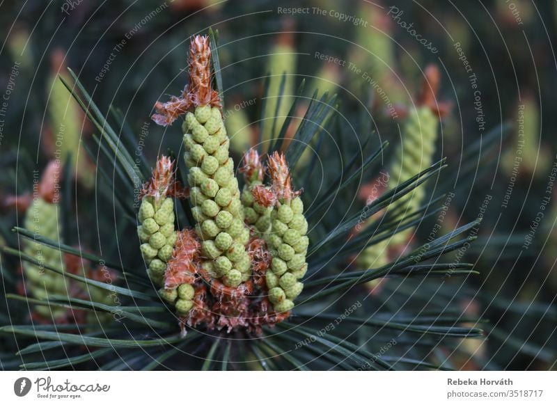 Frühlingssprossen einer Kiefer im Wald. Tanne Immergrün Baum sprießen Sprossen Wachstum Natur Tannennadel Außenaufnahme Pflanze Farbfoto Umwelt Nadelbaum