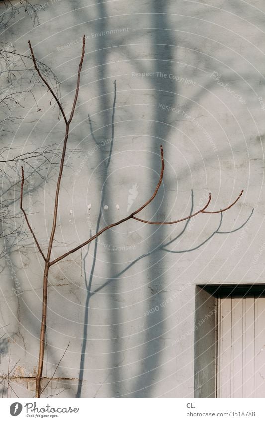 zweig und wand Zweig Zweige u. Äste Wand grau trist Tristesse karg Fenster Ast ästhetisch Herbst Schatten Baum Mauer Außenaufnahme Menschenleer Farbfoto Tag