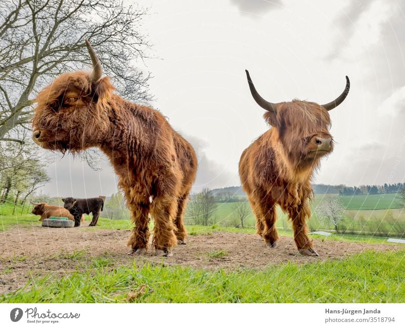 Schottische Hochlandrinder auf einer weide bulle ochse milch kyloe gehörnt langhaaarig fleisch vieh wiese robust viehzucht landleben portrait tier säugetier