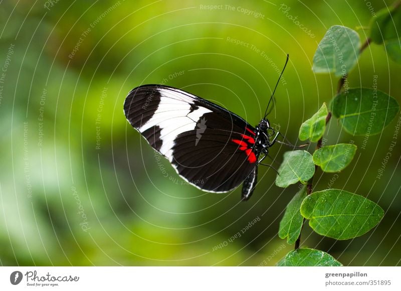 Die Blätterleiter nach oben - Blauer Passionsfalter Umwelt Sommer Pflanze Blatt Grünpflanze Garten Urwald Schmetterling Flügel Schuppen Zoo grün rot schwarz