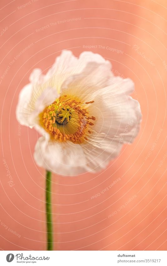 weiße Mohn-Blüte vor orangenem Hintergrund, Makroaufnahme Mohnblume Klatschmohn mohnblumen Natur Papaver rhoeas isoliert Blume Balkon Pflanze Sommer Mohnblüte