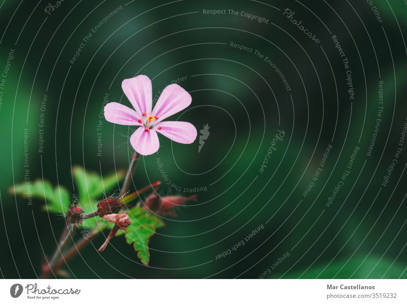 Geranium robertianum macro mit natürlichem Hintergrund Rosa und weiße fünfblättrige Blüte. Kopierfeld mit unfokussiertem Hintergrund. Blume Storchschnabel Natur