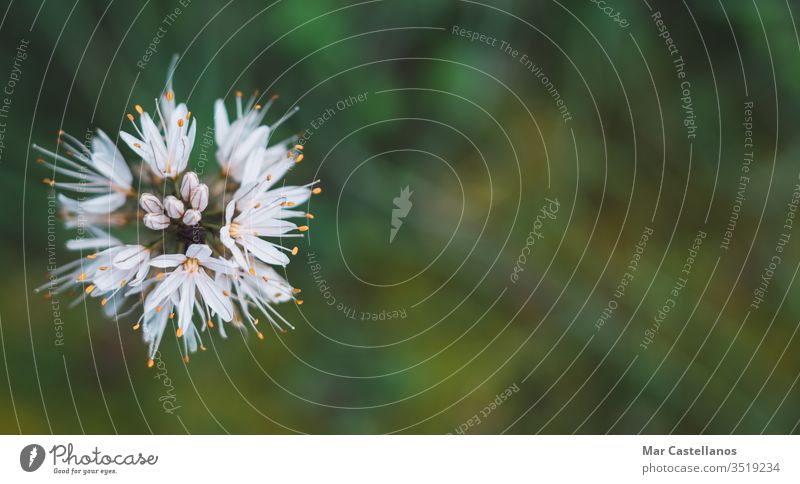 Asphodelus albus Draufsicht mit Platz für Kopien Konzept der Wildflora. Makrofotografie mit selektivem Fokus. Textfreiraum Selektiver Fokus selektive Unschärfe