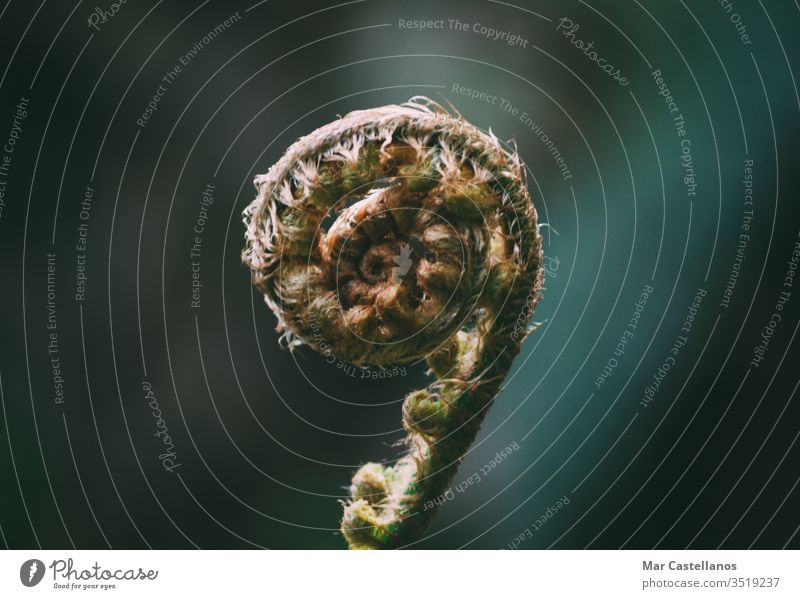 Spiralfarntrieb. Selektiver Fokus. Makro. Raum kopieren. Wurmfarn Spirale Blütenknospen Unschärfe Kopie Frühling Flora Leerkopie Botanik Wachstum Entwicklung