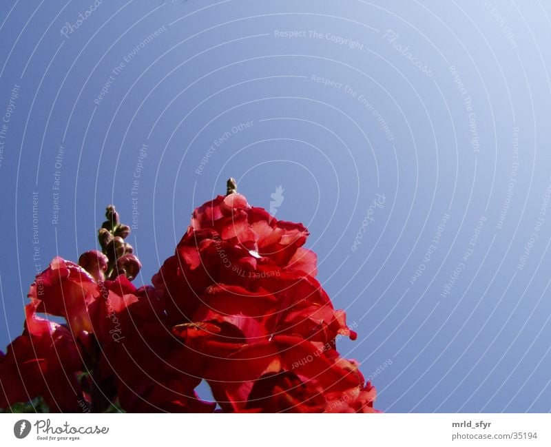 reaching for the sky Blume rosa Froschperspektive löwenmäulchen Himmel