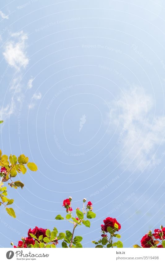 Ranke, Zweig, Ast vom Rosenstrauch mit roten Blüten, grünen Blättern, wachsen dekorativ im Garten, in der Natur, vor blauem Himmel. Schönes Motiv als Dekoration, Verzierung für Muttertag, Ostern, Valentinstag, Hochzeit, Geburtstag und andere Feste, Feiern.