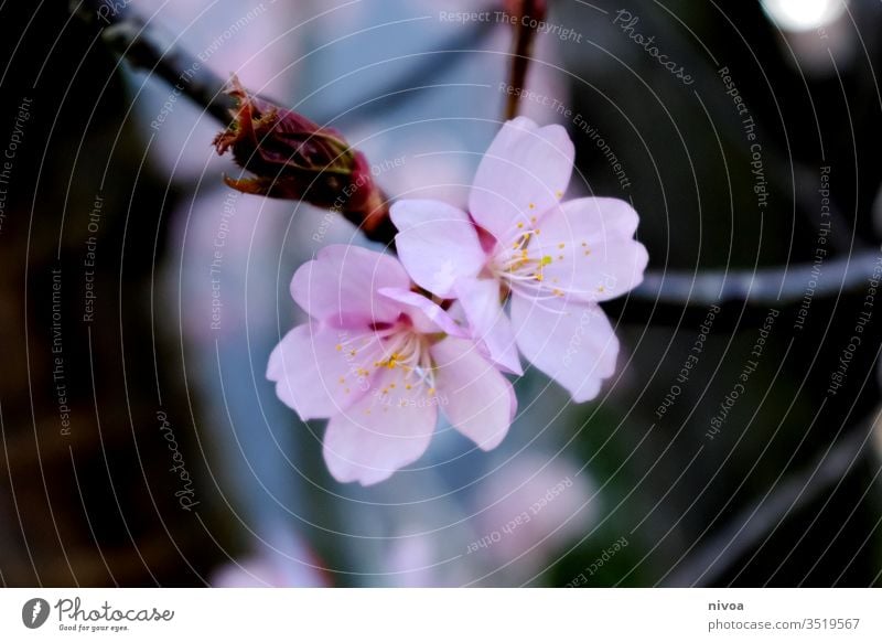 rosa Apfelblüte Blütenpflanze Frühling Stimmung romantisch Natur schön Schönheit geheimnisvoll Ast Blütenblatt Blütenblätter Hintergrund geblümt natürlich