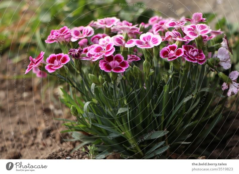 Frühlingsblumen rosa Pflanze Natur Blume Blüte Farbfoto Blühend Frühlingsfarbe Nahaufnahme Menschenleer Außenaufnahme Tag Blütenblatt Garten schön