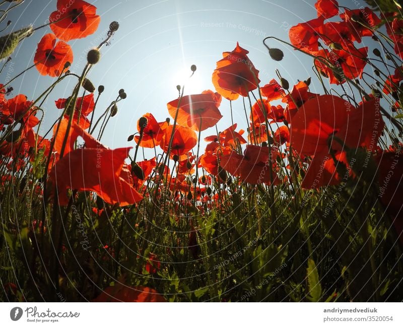 rote Mohnfeldszene am frühen Morgen. Mohn auf dem Feld Blume hell Natur Sommer Blütezeit blau Abend Gras im Freien Himmel Sonne Sonnenlicht Sonnenschein