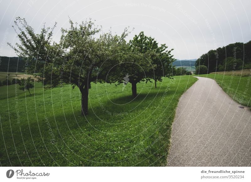 Waldspaziergang Obstbaum Baum Wiese grün Außenaufnahme Natur Landschaft Gras Himmel Umwelt Pflanze Menschenleer Farbfoto Tag Nutzpflanze Weg spazieren wandern